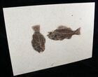 Large Double Priscacara Fossil Fish Plate - x #13354-2
